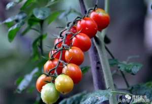 迷你番茄怎么种植方法(小西红柿标准化种植流程)