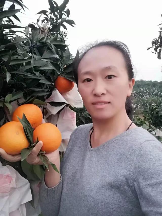 女白领辞职回乡种柑橘，仅用10亩地实现年入30万，其中有何秘诀？