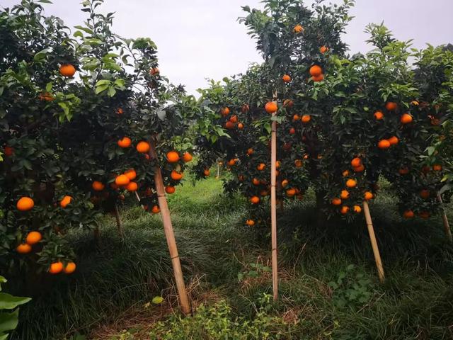 女白领辞职回乡种柑橘，仅用10亩地实现年入30万，其中有何秘诀？