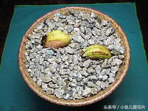 吃完芒果果核不要丢，动手操作简单几步，种出芒果小盆栽