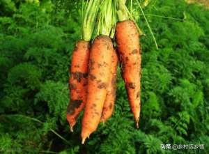 萝卜种植深度(种植萝卜、胡萝卜预防分叉和空心，做好这几点，长得直还光滑)