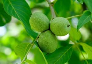 坚果树种植技术(世界四大干果——核桃树种植技术，如何种植核桃 核桃种植一点通)