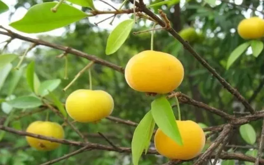 最适合南方种植的5种水果，你都知道吗？
