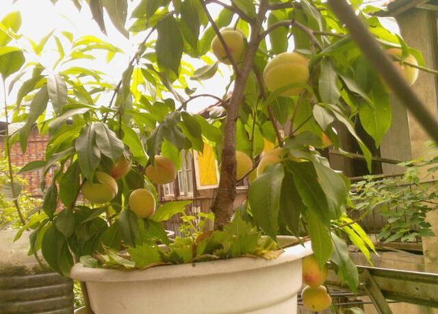种盆栽桃树，有2个小技巧，果子挂满枝，大又甜，比无花果还好养