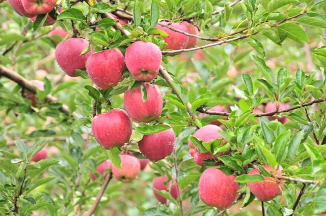苹果树几年才能结苹果，苹果树的成长与结苹果的周期