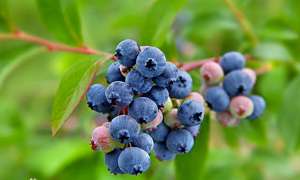 兔眼蓝莓种植方法(“眼睛的保护神”——蓝莓植物非试管高效快繁技术繁殖蓝莓)