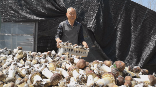 「专家来了」平顶山市农业科学院曹秀敏副研究员教您种植大球盖菇