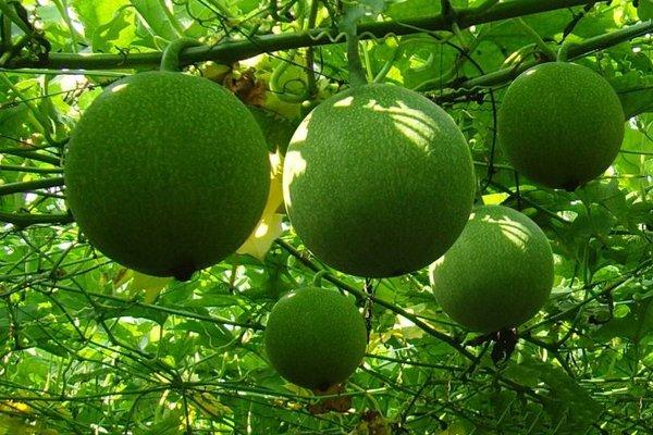 瓜蒌设施管理要点及种植技术