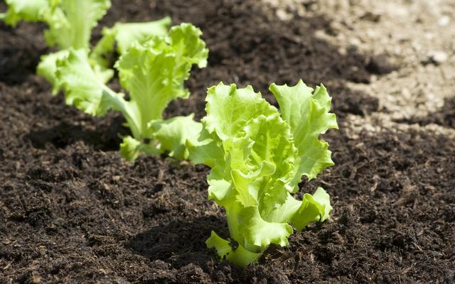 生菜直接栽种和育苗移栽，哪种种植方式更好？