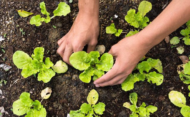 生菜直接栽种和育苗移栽，哪种种植方式更好？