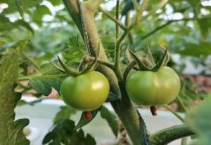 大棚西红柿种植与管理(番茄膨果期如何管理？做好3个方面，果实大，产量高)