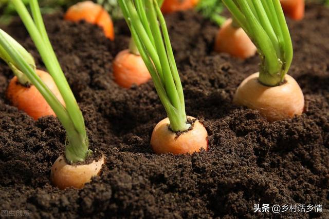 种植胡萝卜和萝卜，抓住前促苗后促根，保证长得个大条又直