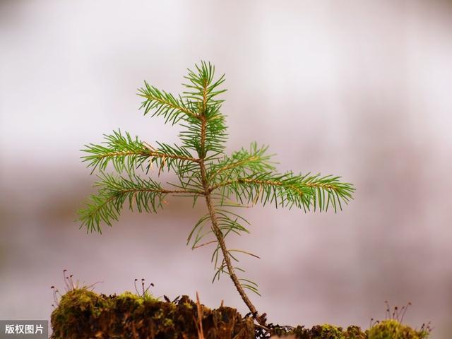 松树种植特征及栽培技术，抓好以下几个环节，提升松树种植效益