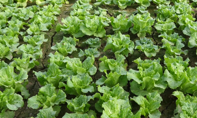 种生菜，如何浇水施肥？农户掌握2点，生菜高产很简单