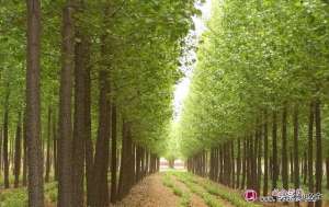 苗木种植项目实施计划(绿化苗木行业如今有哪两大主流路线？)
