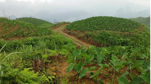 高山坡地荔浦芋种植技术