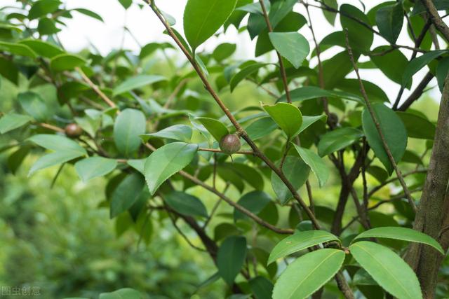 油茶高效种植管理技术，掌握施肥和修剪技巧，增加油茶产量和收益