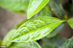 地形对茶叶种植的影响(适宜茶叶种植的地理条件)