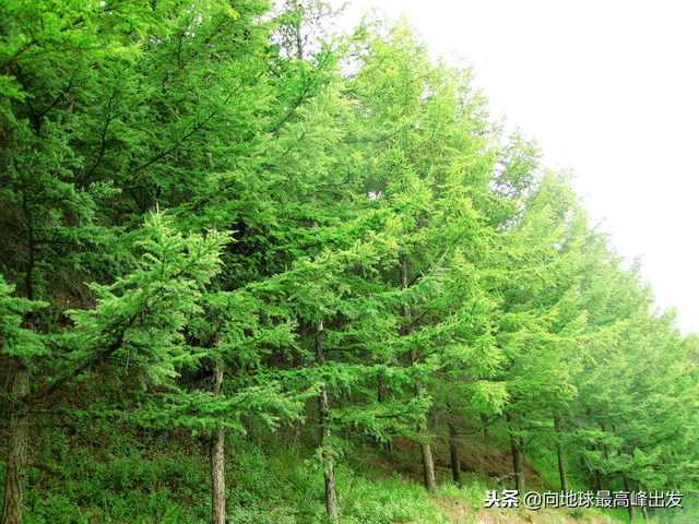 北方主要绿化树种及繁育栽培——落叶乔木类（一）