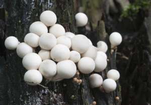 双孢菇最简单种植方法(农村栽培双孢菇，秋季出菇时该怎么管理，你得掌握好这几点)