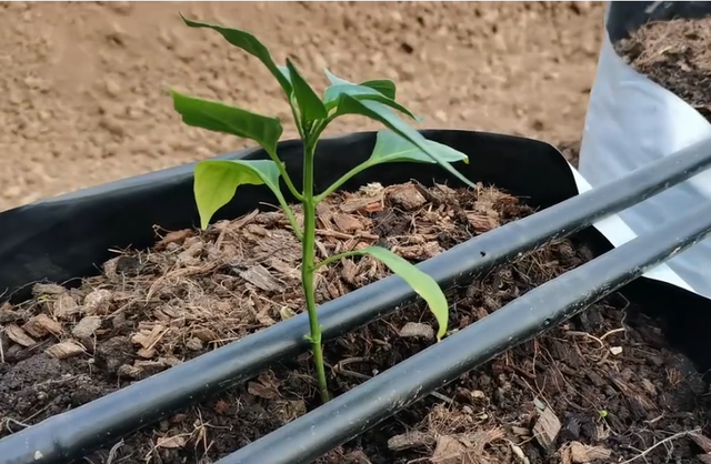 辣椒想要低成本种植，可以试着用袋子栽培，省钱产量高