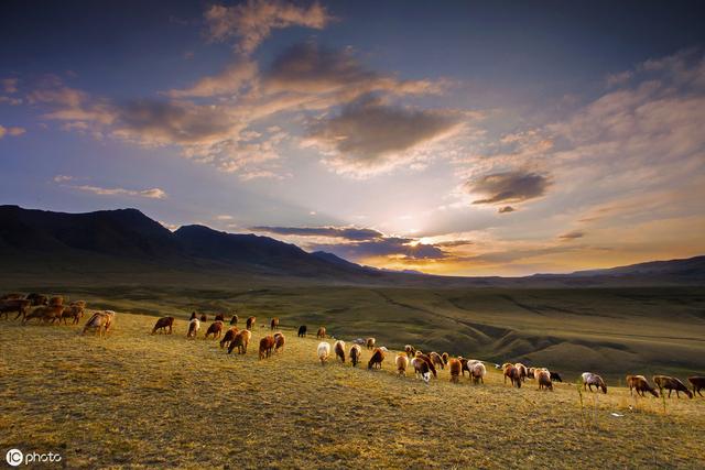 新疆的记忆之乌什水的芨芨草