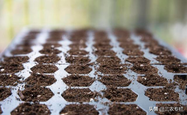 平菇栽培技术，想要种植土质很关键，去看看是怎么种植的
