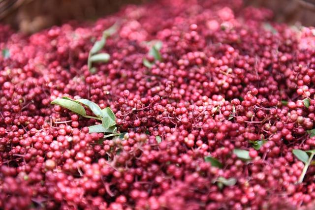 四川美姑打造省级花椒全产业链示范园区 一个乡的花椒收入预计超过800万元