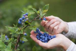 蓝莓的种植与管理视频(蓝莓吃货必备，太贵买不起，看看农村小伙如何把阳台变成采摘园？)