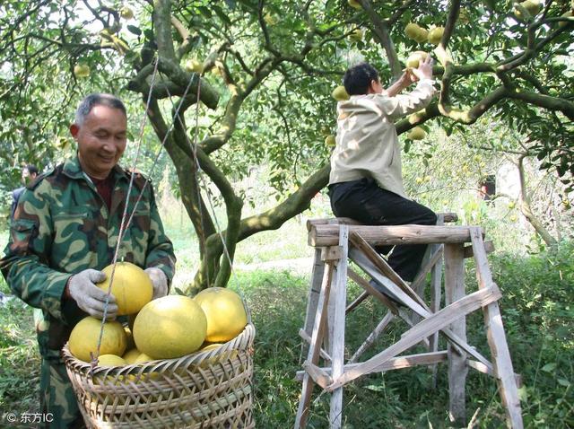 要栽培出品质不错的柚子，除了品种要选对，还需记住这些管理措施