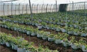 植物种植槽(好用又耐用的种植袋，种番茄种黄瓜正合适，一亩栽种两千棵)