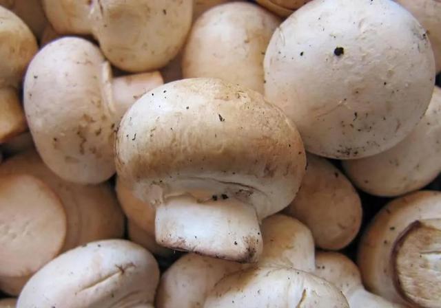 农村栽培双孢菇，秋季出菇时该怎么管理，你得掌握好这几点