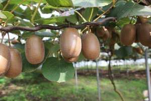 广东可以种植猕猴桃吗(中国种植猕猴桃5大产地，品种不一，你的家乡种了吗？)