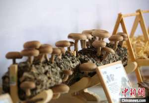 济宁蘑菇种植(（高质量发展调研行）山东邹城：“小菌菇”长成富民兴村“大产业”)
