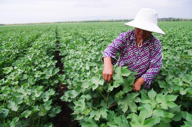 农民种植棉花不容易，学会这5点种植技巧，高产又优质