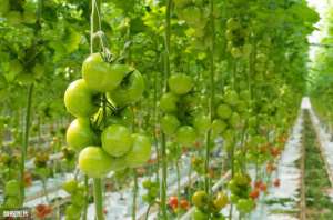 夏番茄种植技术(种植西红柿高产技术，田间管理方法，做好这几点增收产量不是问题)