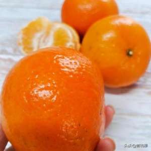 柑橘 大棚种植(基金项目 浙西地区沃柑设施栽培技术)