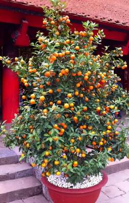 杏树种植技术(在家品尝新鲜杏子，甘甜多汁的水果，盆栽种植9个细节)