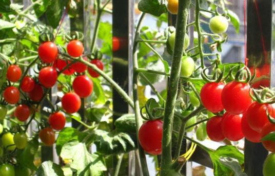 阳台种小番茄，3个小窍门，开花结果多，摘了一次又一次！