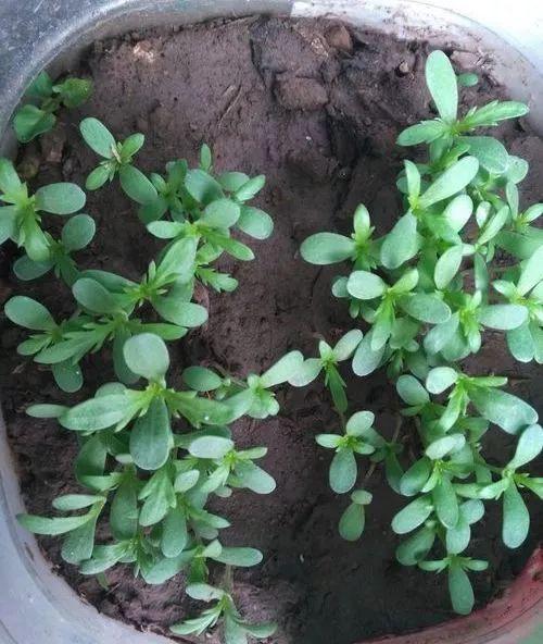 阳台盆栽茼蒿抗病虫害能力强，初学者也能轻松播种栽培