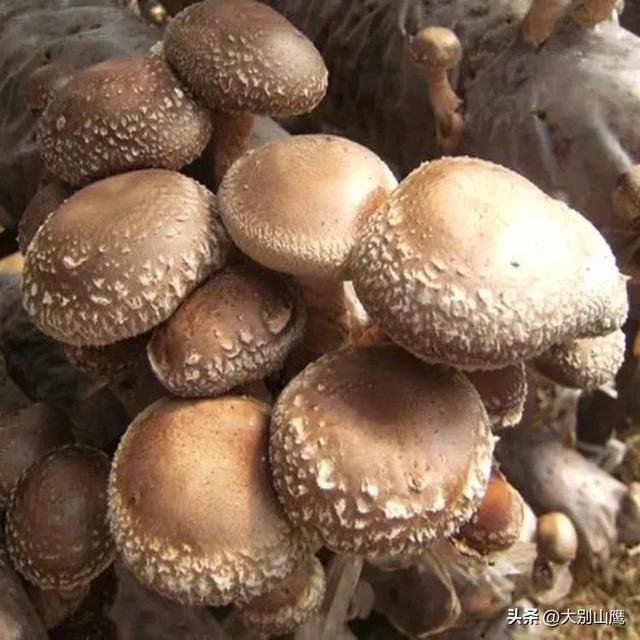 香菇袋料栽培简单易学，经济效益高于木材种植