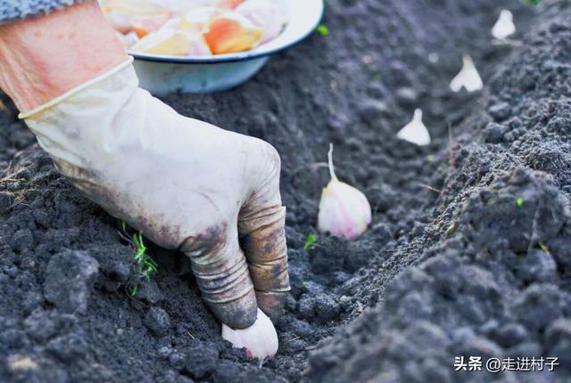 种植大蒜、芹菜时底肥的三种用法，老农是这样做的，不烧种不烧苗