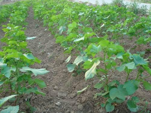 农民种植棉花不容易，学会这5点种植技巧，高产又优质