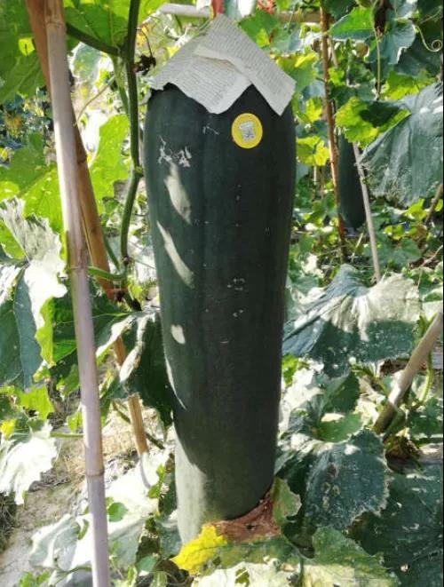 黑皮冬瓜1年2茬的高效栽培模式，亩产超过2万斤