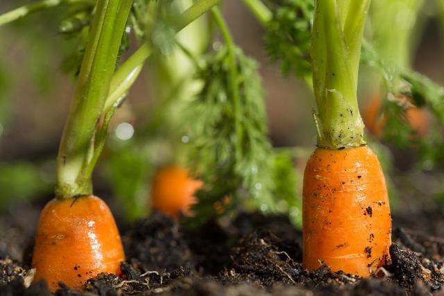 露地胡萝卜种植技术，高产量、全靠它、不要错过了哟