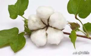 种植棉花的方法(你知道棉花如何种植么？它特别的有用，快来了解一下它吧)