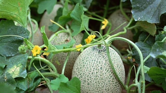 简述在大棚中种植哈密瓜的方法，以及种植过程中需要注意的事项
