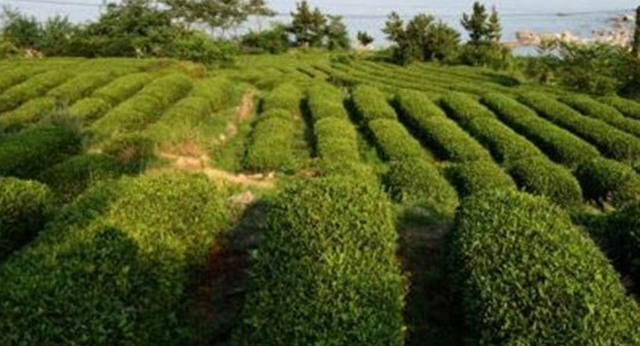 种植茶叶树，需要满足一些种植条件，主要包括三个方面