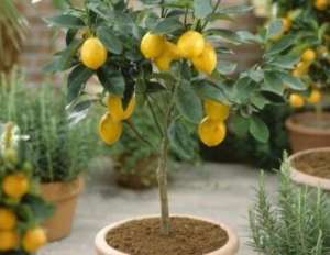怎么种植柠檬(养柠檬树，日常养护这么做，枝条粗壮花芽多，秋后“金果”满枝头)