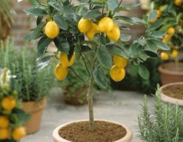 养柠檬树，日常养护这么做，枝条粗壮花芽多，秋后“金果”满枝头
